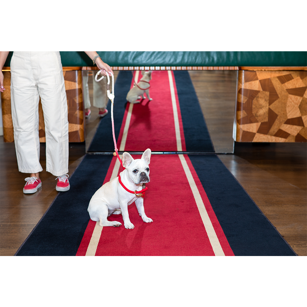 Standard Red Ombre Cotton Rope Dog Leash - Shop The Standard